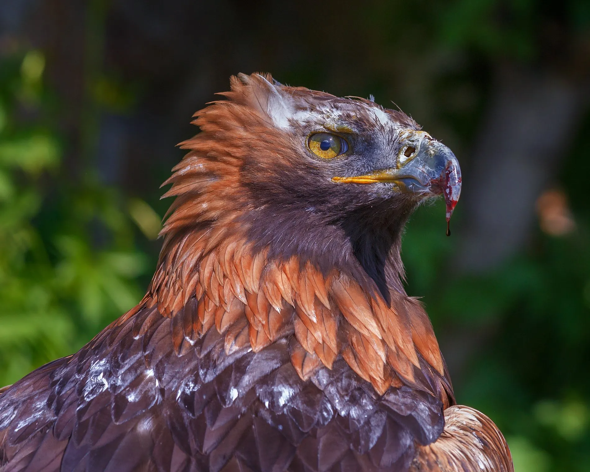 Где сейчас беркут. Беркут Aquila chrysaetos (Linnaeus, 1758). Беркут Халзан. Халзан птица. Домашний Беркут.