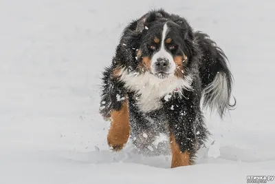 Бернский зенненхунд: красивые фото собаки