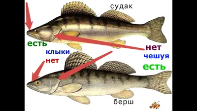 Уникальное изображение Берш рыба в jpg