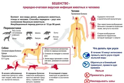 Фотографии человека с бешенством: WebP формат для скачивания