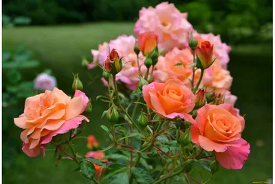 Чудесное изображение бесшипной розы в формате webp