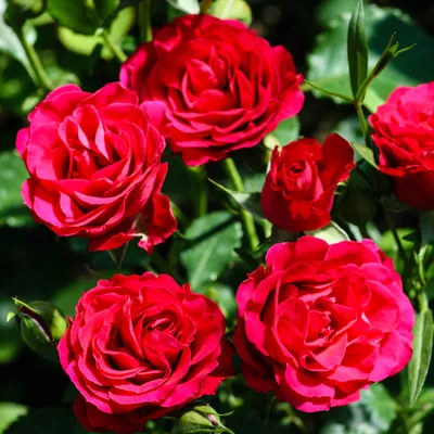 Очаровательное изображение бесшипной розы в формате webp
