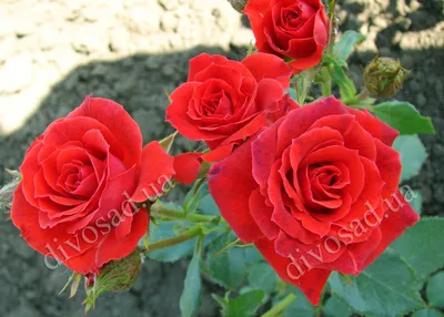 Волшебное изображение бесшипной розы доступно в формате webp
