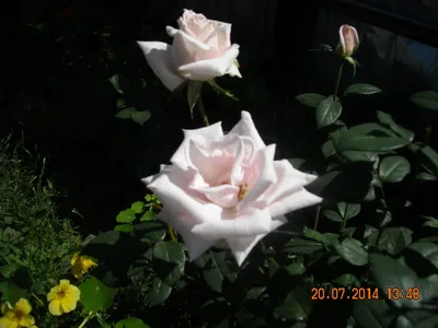 Красивая бесшипная роза в формате png