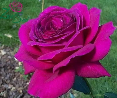 Биг перпл роза - фото высокого качества для скачивания в формате jpg