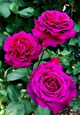 Красивая розовая биг перпл роза - фото в формате png