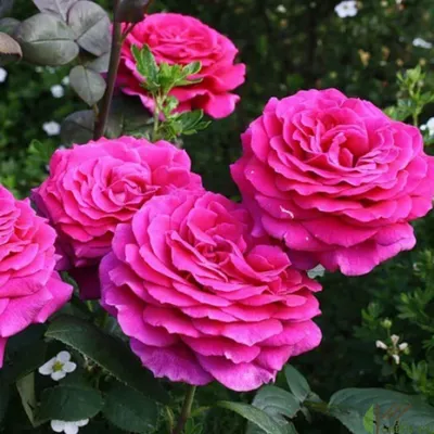 Прекрасная биг перпл роза - картинка в стиле розовых оттенков