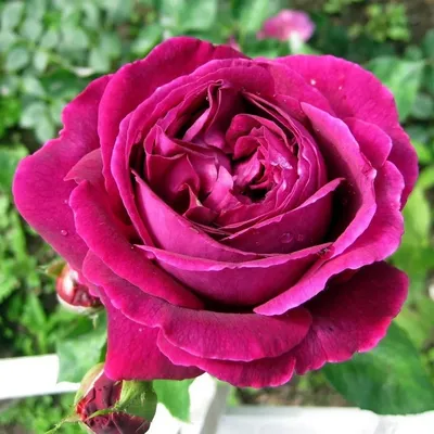 Фото розы Биг перпл - выбор формата и размера по вашему усмотрению