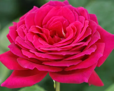 Большая фотография биг перпл розы - легкое скачивание в формате jpg