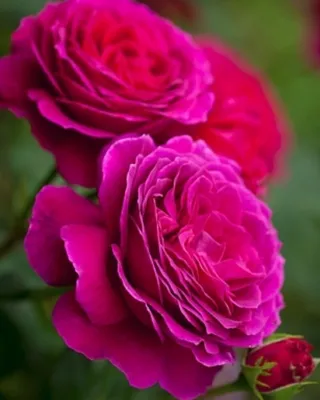 Изумительная биг перпл роза - фото в формате png для идеальной четкости