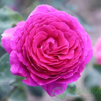 Потрясающее изображение биг перпл розы - выбор формата для вашего удобства