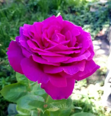 Биг перпл роза на фото - роскошное изображение для вашего визуального восприятия