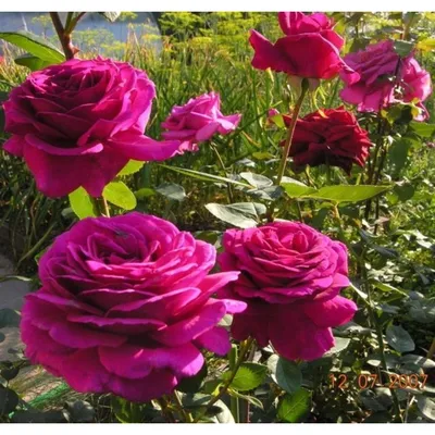 Фотография биг перпл розы - выберите нужный размер