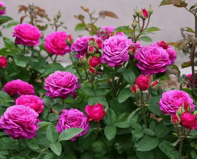 Биг перпл роза в фокусе - великолепная фотка в формате jpg