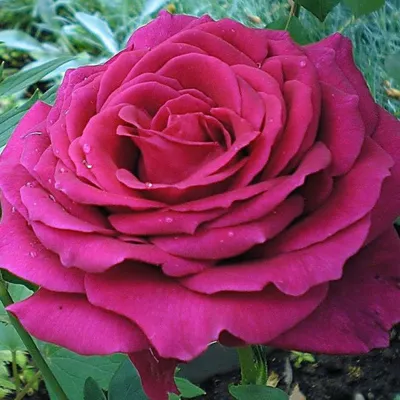 Фотография биг перпл розы - доступный выбор размера