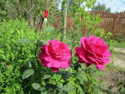 Высококачественное фото биг перпл розы - скачивание в формате png