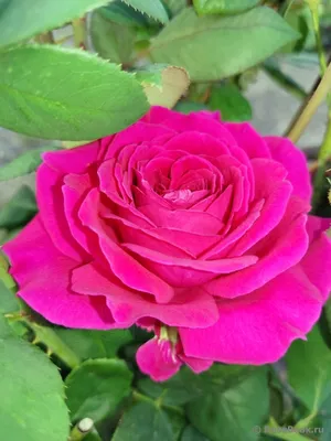 Удивительная биг перпл роза на фотографии - выбор формата для вашего удобства