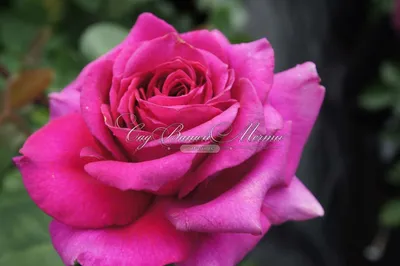 Фотография розы Биг перпл - изображение высокого разрешения