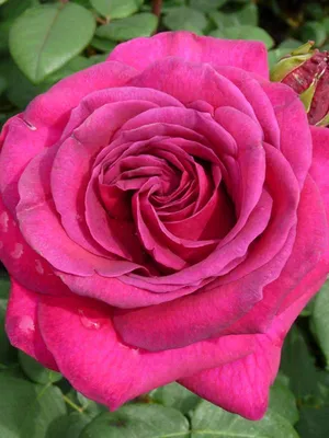 Красивая фотка биг перпл розы - оптимальный размер и формат