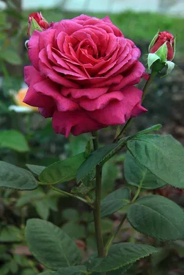 Уникальная картинка биг перпл розы - скачивание в формате webp для лучшего качества