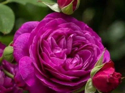 Фото биг перпл розы - идеальное изображение для оформления
