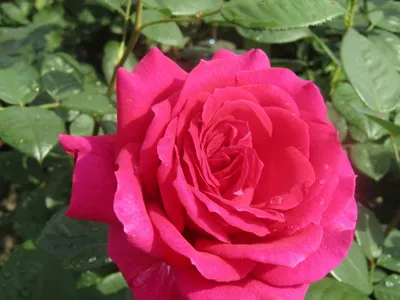 Изображение биг перпл розы - выберите желаемый размер и формат