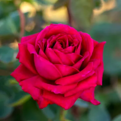 Биг перпл роза во всей своей красе - фотография высокого качества