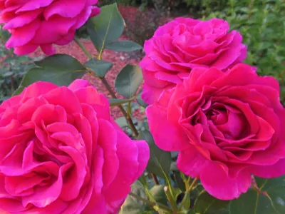 Прекрасная биг перпл роза - великолепная картинка в розовых тонах