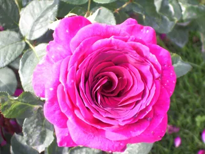 Большая фотография биг перпл розы - легкое скачивание в формате jpg