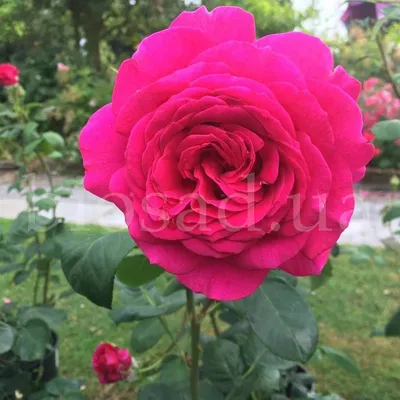 Биг перпл роза на фото - роскошное изображение для восхищения