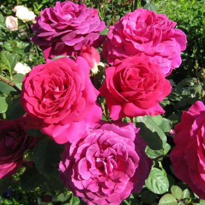 Превосходная картинка биг перпл розы - скачивание в формате webp для оптимального качества