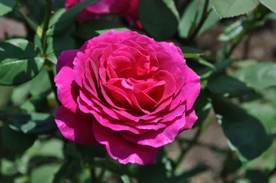 Фотография биг перпл розы - выберите нужный размер изображения
