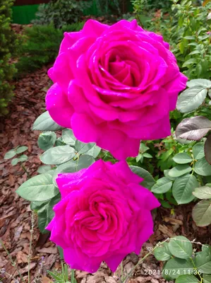Уникальная картинка биг перпл розы - скачивание в формате webp