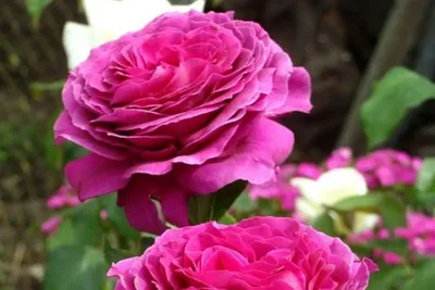 Биг перпл роза в фокусе - великолепная фотография в формате jpg
