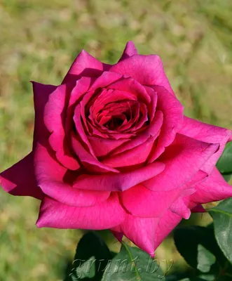 Удивительная биг перпл роза на фотографии - выбор формата по вашему усмотрению
