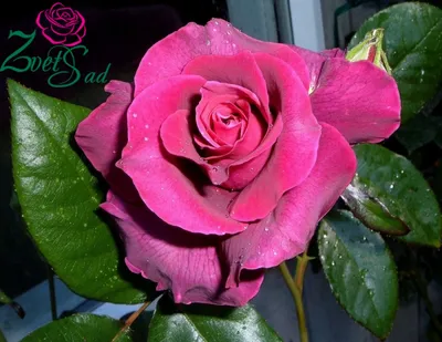 Фотография розы Биг перпл - изображение высокого разрешения, настраиваемый размер