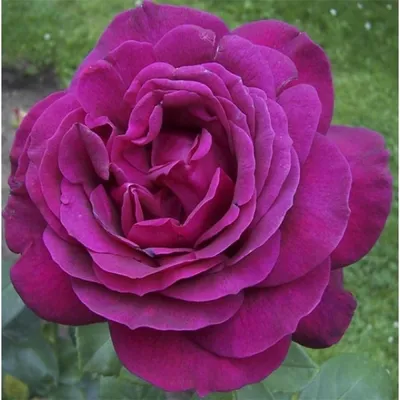 Фото биг перпл розы - идеальное изображение для декорирования