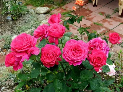Изображение биг перпл розы - выберите желаемый формат