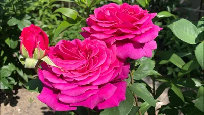 Биг перпл роза во всей своей красе - фотография высокого разрешения