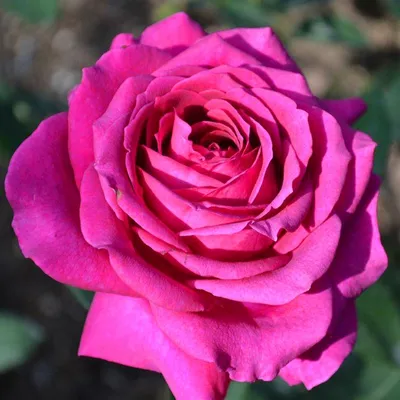 Качественная фотка биг перпл розы - скачайте в нужном размере