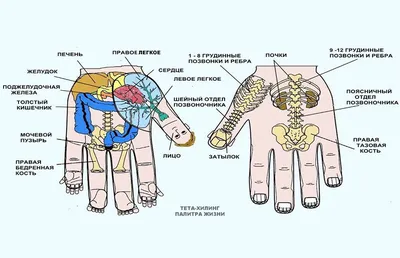 Фото человеческих биологически активных точек: Секреты здоровья раскрываются