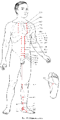 Фотографии биологически активных точек: Открытие тайн человеческого тела