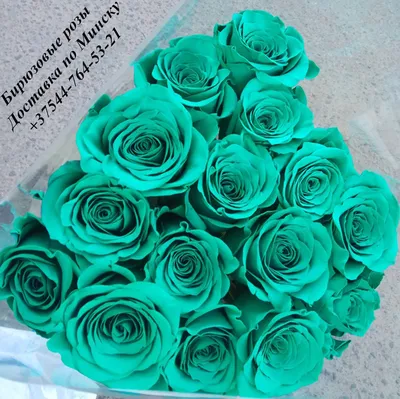 Бирюзовые розы: фото для статьи png