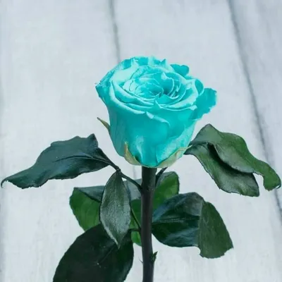 Бирюзовые розы: изображение с прозрачным фоном webp