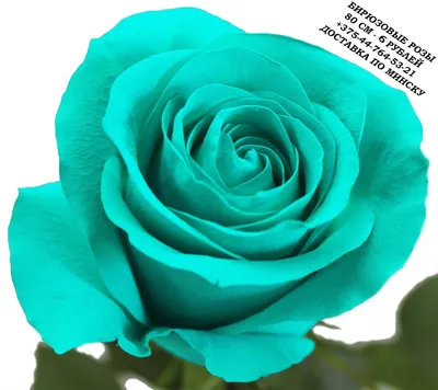 Бирюзовые розы: фотография в веб-формате webp