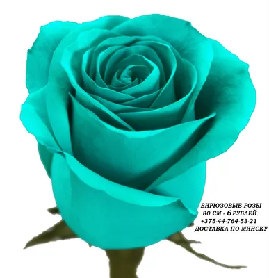 Фотка бирюзовых роз: скачать эпическое изображение jpg
