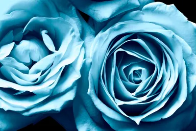 Бирюзовые розы: изображение с мягкой тени jpg