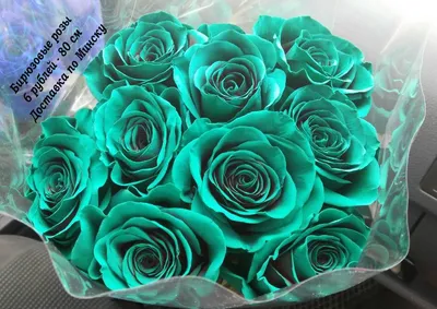 Бирюзовые розы: впечатляющее фото в веб-формате webp