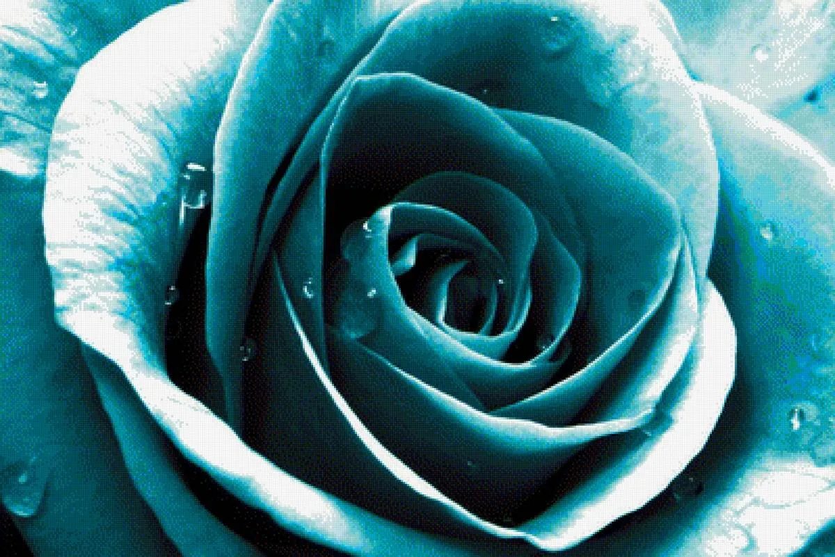 Бирюзовые розы: красивая картинка в цвете png | Бирюзовые розы Фото №622984  скачать