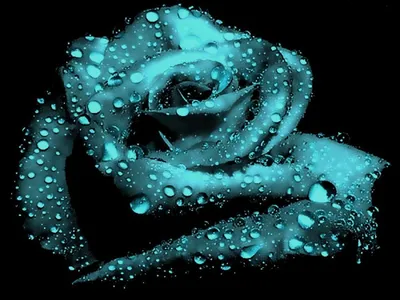 Бирюзовые розы: фото с винтажным эффектом png